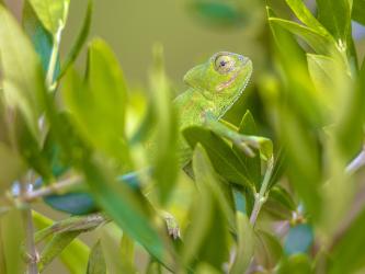 Chameleon Symbolbild Wandelanleihen